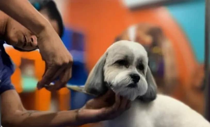 Quase Das Atividades Do Setor Pet Em Mato Grosso S O Voltadas Para