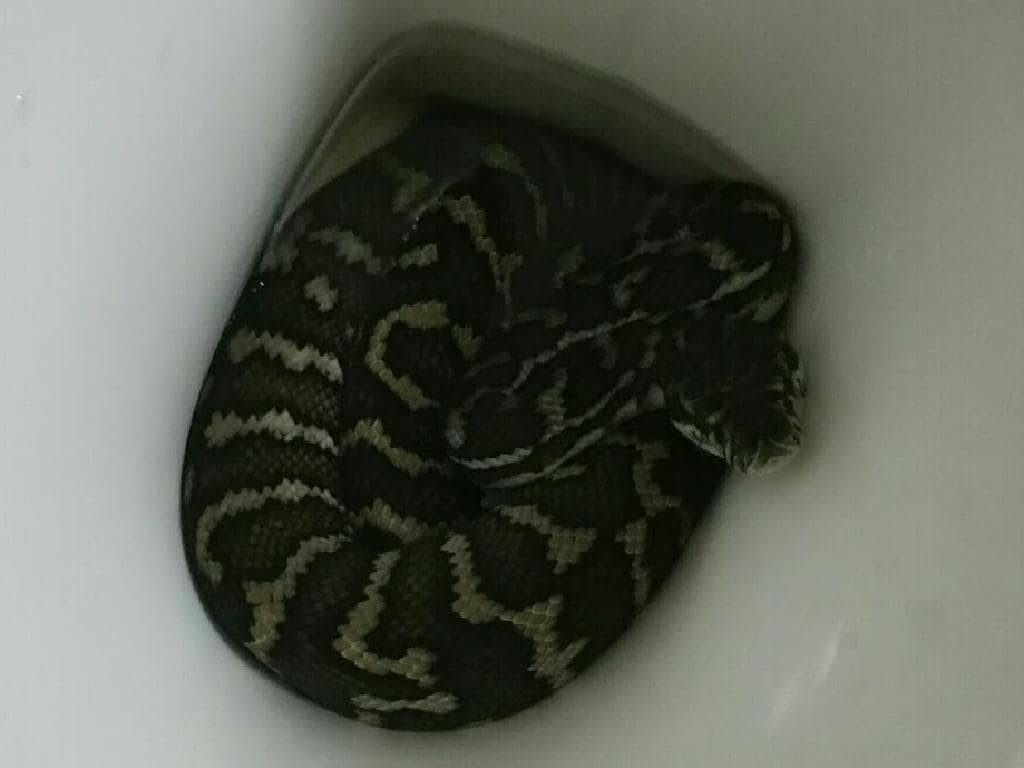 Mulher é picada no bumbum por cobra escondida em vaso sanitário