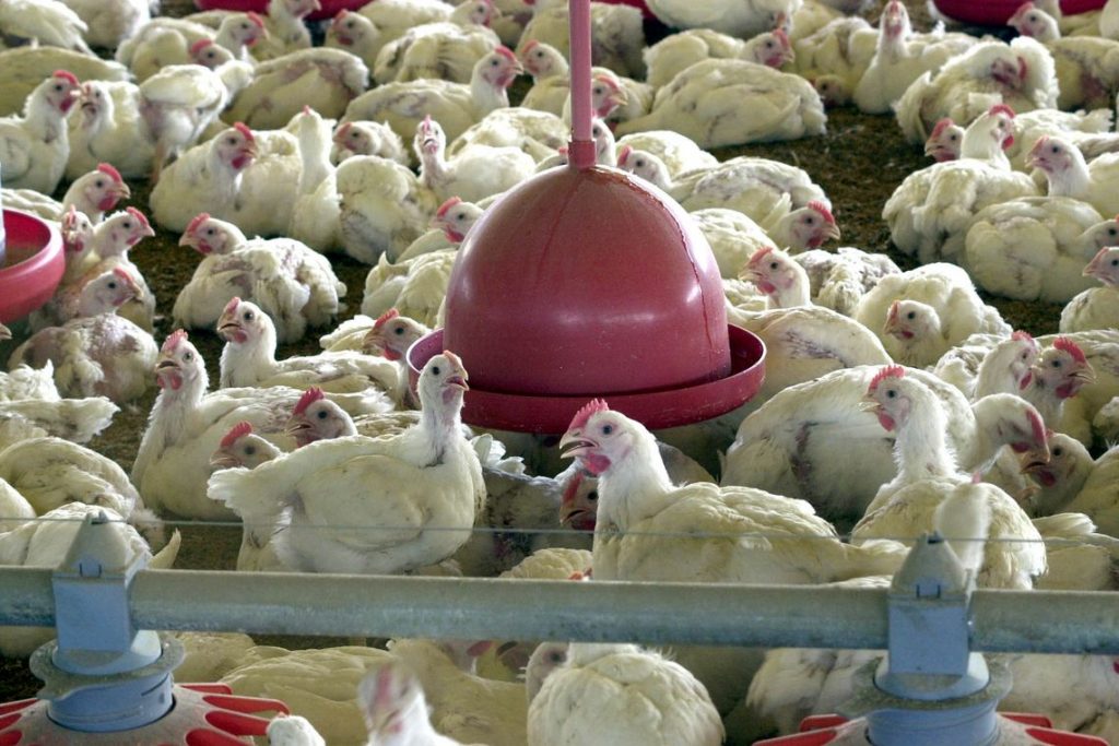 Brasil recorre à OMC contra barreira da Indonésia ao frango brasileiro
