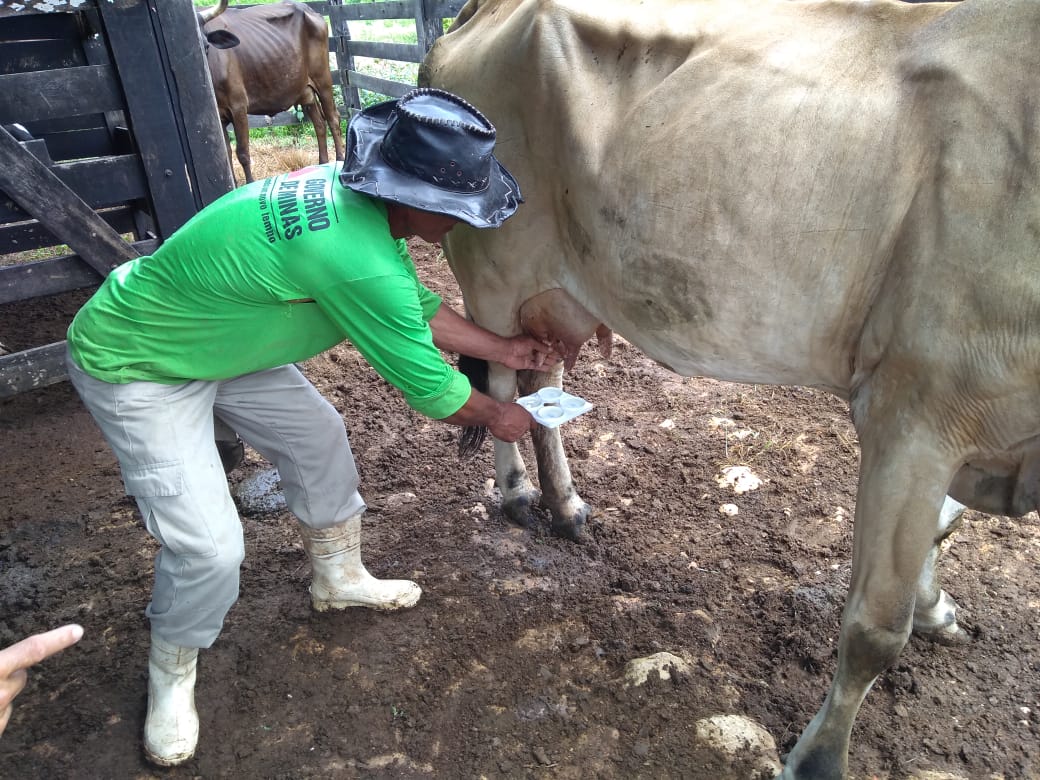 Demonstração de Métodos ensina agricultores a prevenir doenças no rebanho leiteiro