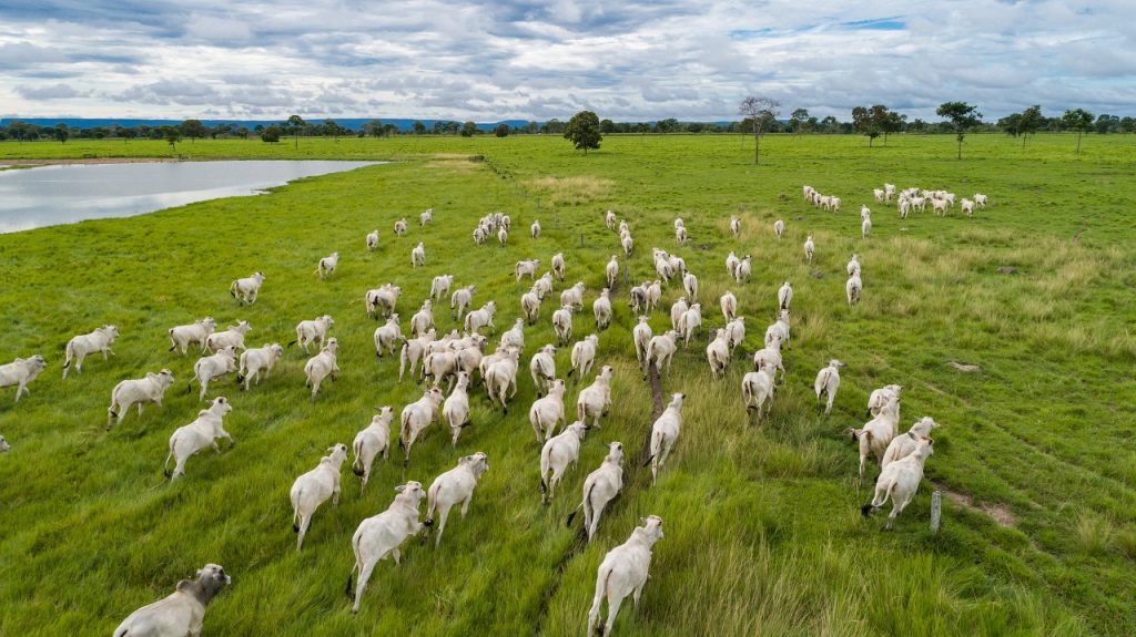Mato Grosso bate São Paulo e lidera ranking de produtividade da carne bovina