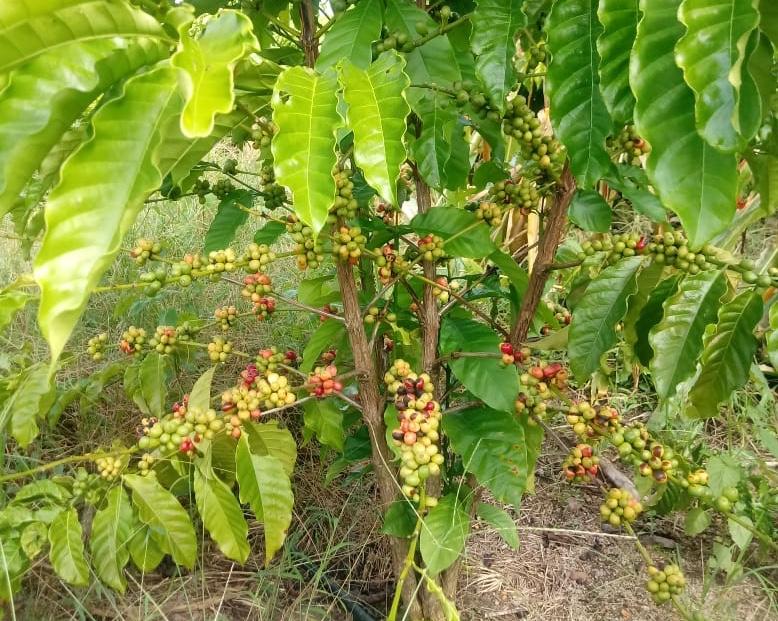 Lavouras de café em Carlinda atingem uma produtividade média de 60 sacas por hectare