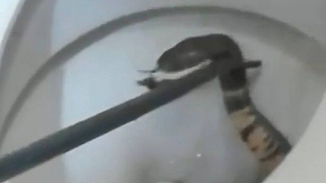 Criança quase é atacada por cobra venenosa escondida em vaso sanitário