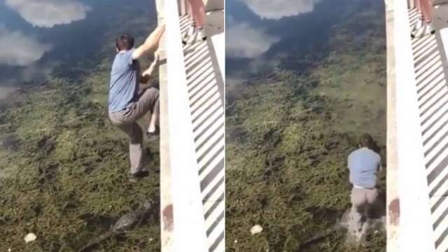 Homem pula de ponte em cima de jacaré