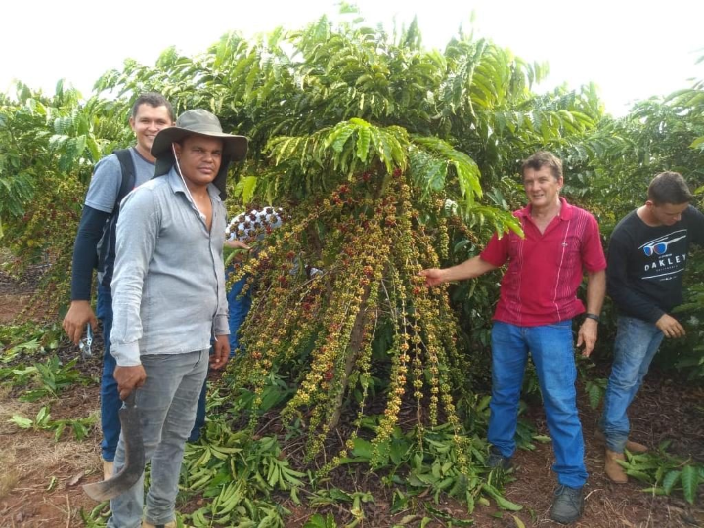 Dia de campo sobre café clonal mostra boa produtividade em Rondolândia