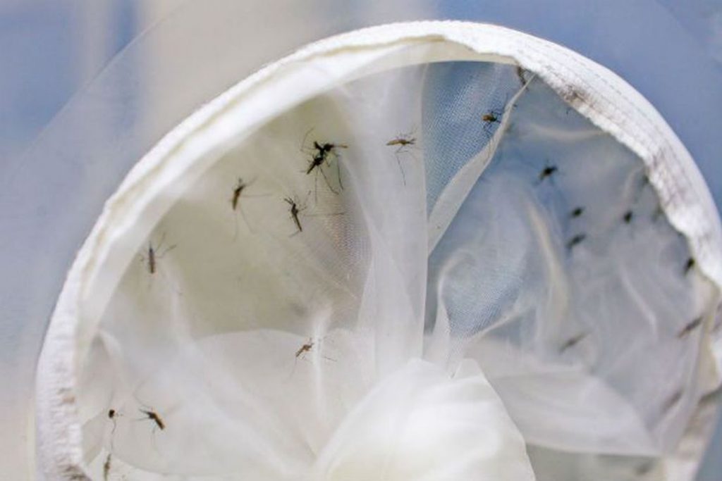 Pesquisadores formam rede para investigar chikungunya no Brasil