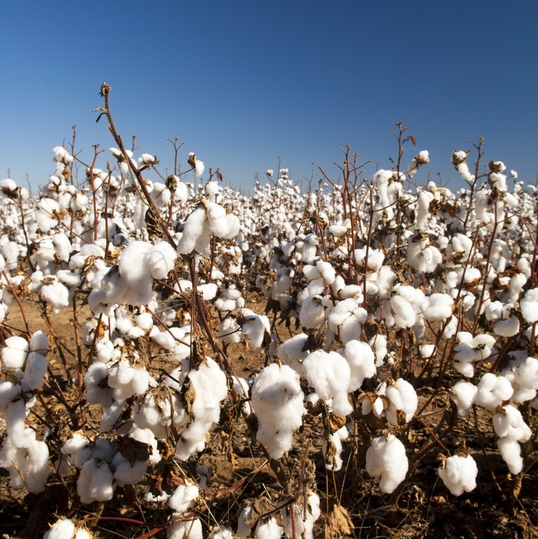 Exportações de algodão são recorde no Brasil em 2019