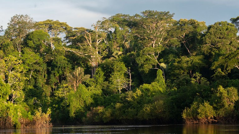 Aberta consulta pública para edital de concessão da Floresta Nacional do Amapá
