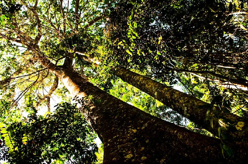 Mato Grosso reduz desmatamento no bioma amazônico em 26% no mês de junho