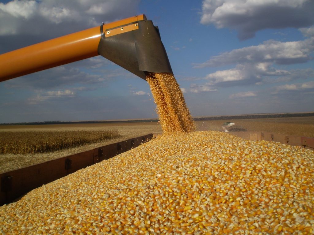 Safra de milho de inverno no MT é de 5,1 milhões de hectares