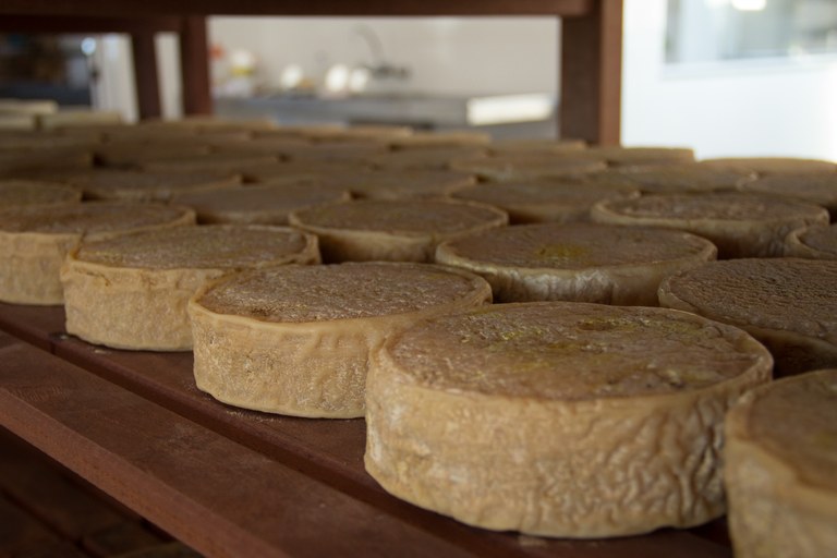Regulamentação do Selo Arte é sonho antigo de produtores de queijo artesanal