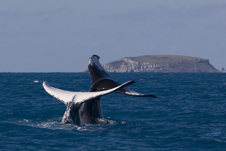 Litoral baiano atrai turistas para observação das baleias jubartes