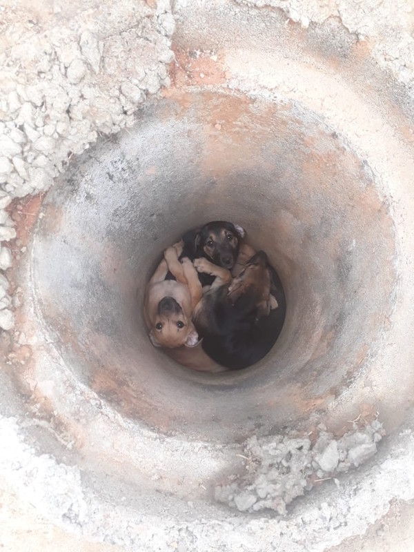 Filhotes de cachorro abandonados dentro de manilha são resgatados