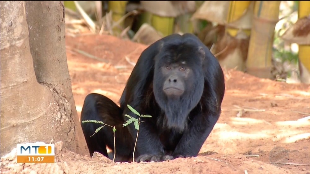 Macaco Branco: comunidade tomada pelo mato - Grupo A Hora