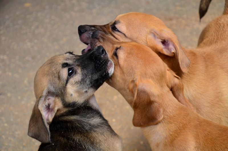 Estados Unidos mudam regras para ingresso de cães procedentes do Brasil