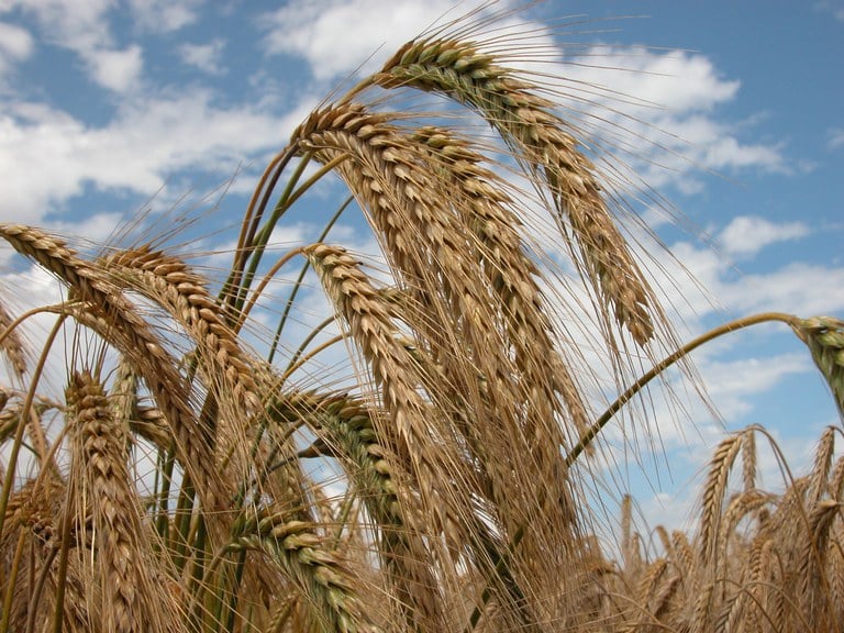 Novo leilão de apoio ao escoamento de trigo será realizado nesta