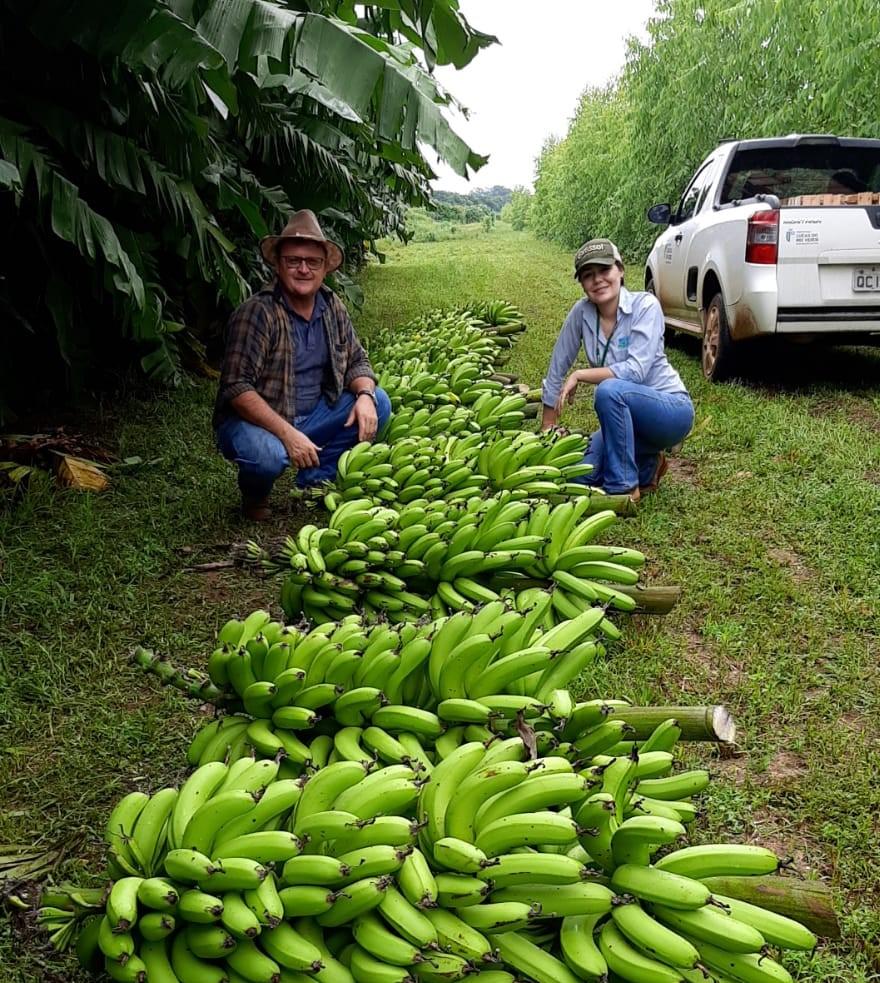 Pesquisa da Empaer desenvolve variedade de banana voltada à agricultura familiar