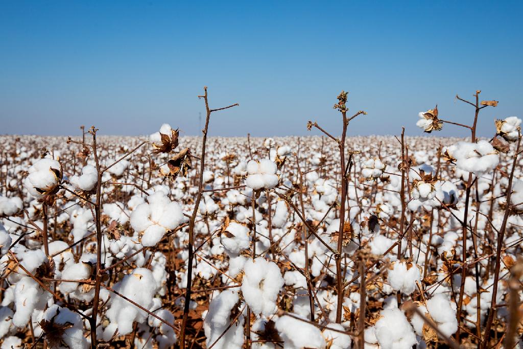Agricultores começam a colheita da pluma do algodão em MT