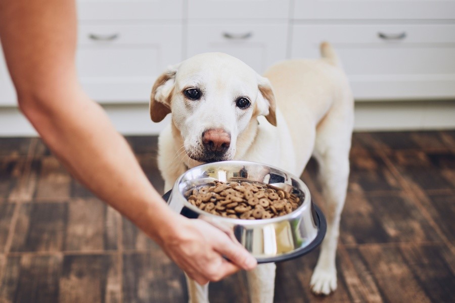 Você sabia que nem todos os alimentos podem ser consumidos por cães e gatos?