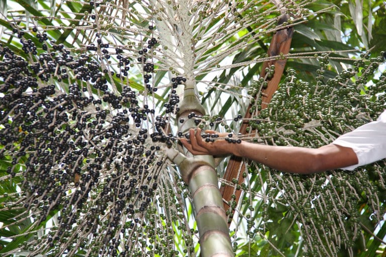 Swift inicia compensação ambiental de 100% de suas embalagens - Agrimídia