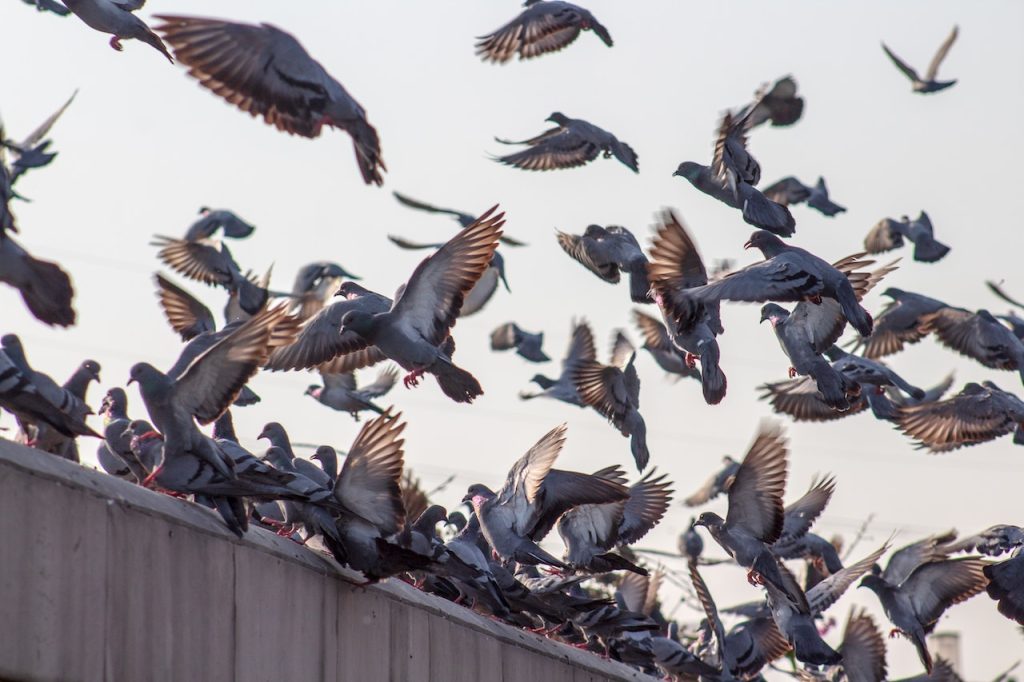 Pombo transmite doença: conheça os riscos - Blog da Cobasi