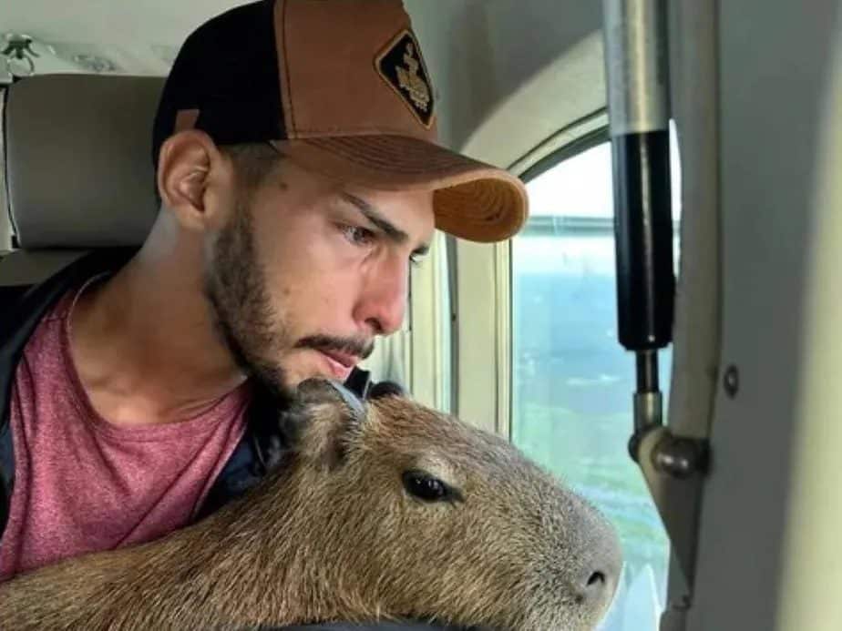 VÍDEO explica por que capivaras de Mato Grosso do Sul se acham demais