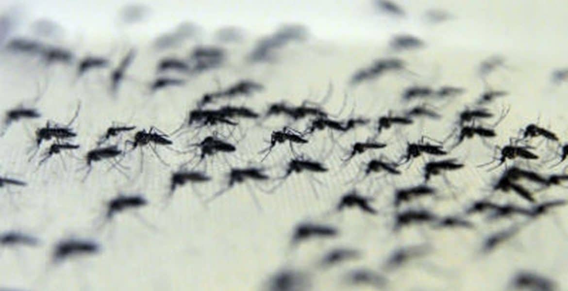 Com 305 mil registros desde julho, Brasil tem alta de 38,2% nos casos prováveis de dengue