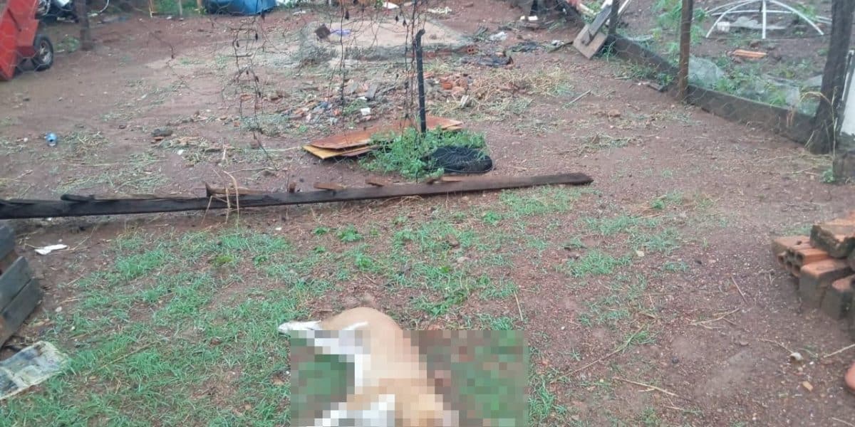 Cachorro morre eletrocutado por cerca elétrica na divisa entre residências