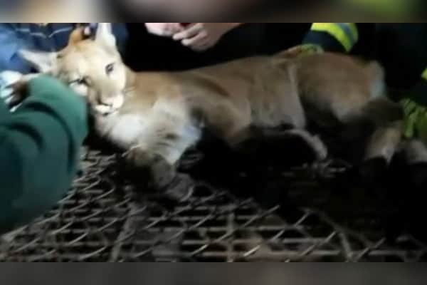 A onça parda mobilizou uma força-tarefa formada por veterinário