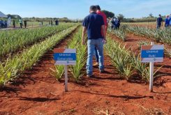 Novas variedades não possuem espinhos nas folhas e são resistentes à praga que mais ameaça a produção de abacaxi, que é a fusariose
Crédito - Luciano Gomes/Seaf-MT
