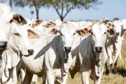 Em 2023 Mato Grosso abateu 400 mil matrizes a mais do que em 2022, o que resultou em queda no número de animais bovinos. - Foto por: Tchélo Figueiredo/Secom-MT