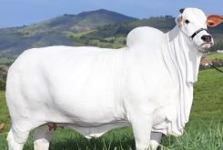 Viatina-19 FIV Mara Móveis, vaca nelore goiana avaliada em R$ 21 milhões - Goiás — Foto: Divulgação/Casa Branca Agropastoril