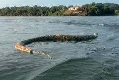 Cobra morta foi filmada no lago em Porto Nacional — Foto: Agnaldo Teles/Divulgação