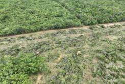 Com o uso de drones, os agentes ambientais localizaram máquinas derrubando árvores com correntão
Crédito - Sema-MT