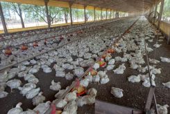 Grande parte da movimentação de animais foi de galinhas, com destino a granjas comerciais - Foto por: Caroline Bourscheid/Indea-MT