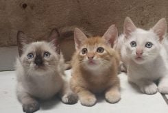 Filhotes de gato que foram disponibilizados para adoção pela Apanm - Foto por: Apanm