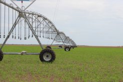 Mato Grosso tem um potencial não explorado na agricultura, o que pode ser atingido através da irrigação - Foto por: Assessoria/Sedec-MT