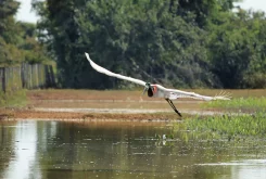 pantanal-tuiuiu-al