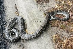 Píton se morde após ter sido atropelada - Reprodução/Facebook/Sunshine Coast Snake Catchers 24/7