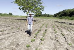 Denivaldo Sette recebeu kit de irrigação para produzir melhor em todas as estações
Crédito - Marcos Oliveira/Prefeitura de Tapurah
