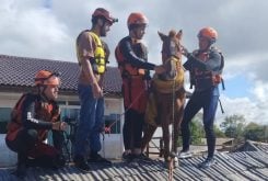 Cavalo ilhado no Rio Grande do Sul foi resgatado nesta quinta (9) - Divulgação/Corpo de Bombeiros