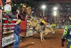 semana-cavalo-roo