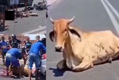 Pessoas que esquartejaram vaca viva após acidente que matou motociclista são investigadas no PI - Reprodução
